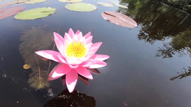 Water Lily