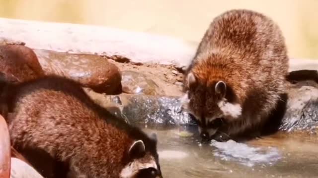 Lemurs that wash their hands frequently