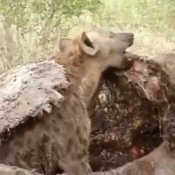 Why are hyenas useful? Watch and read the Caption