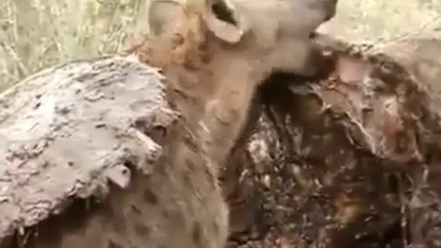 Why are hyenas useful? Watch and read the Caption