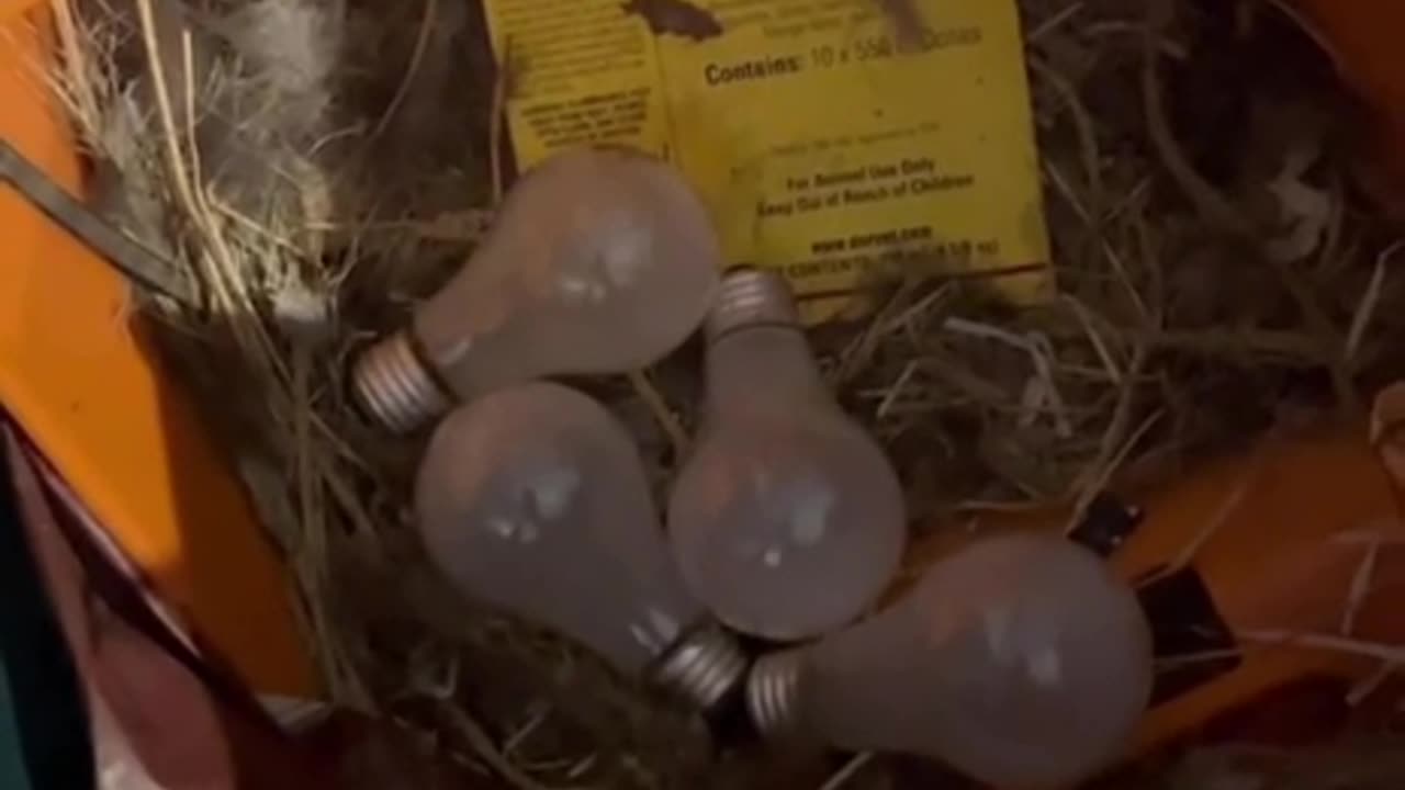 Chicken trying to hatch light bulbs 🤣👍