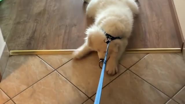 Cute samoyed refuses to stand up for a walk