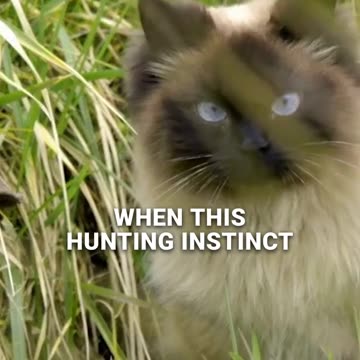 Why Laser Pointers Might Be Frustrating Your Cat