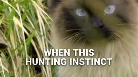 Why Laser Pointers Might Be Frustrating Your Cat