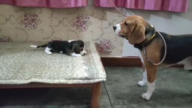 Look at the dog teaching his son