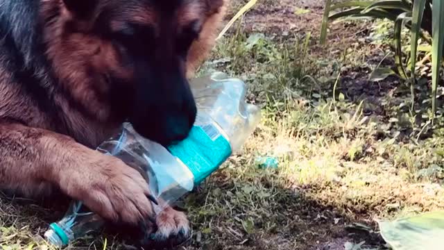 Big dog have fun, MUST SEE