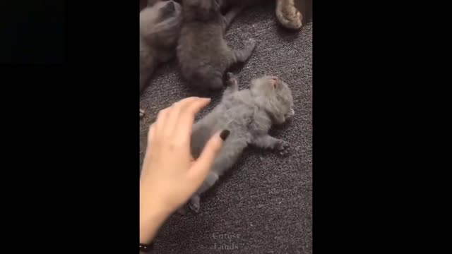 The best you ever going to see Watch, funny and Crazy Cute Cats