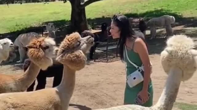 Animal World