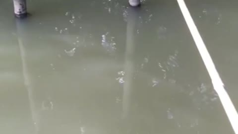 This is a beautiful and charming water-dwelling species