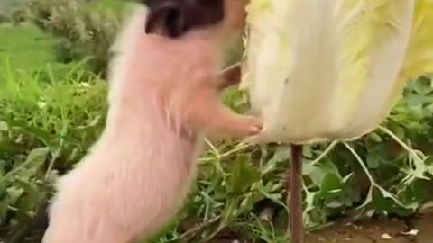 Funny Animal Videos - Awesome Funny Pet Animals | Cute Animals | Super Funny Dog Videos