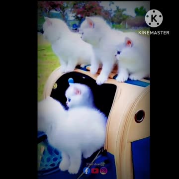 Handsome little White cat with blue eyes