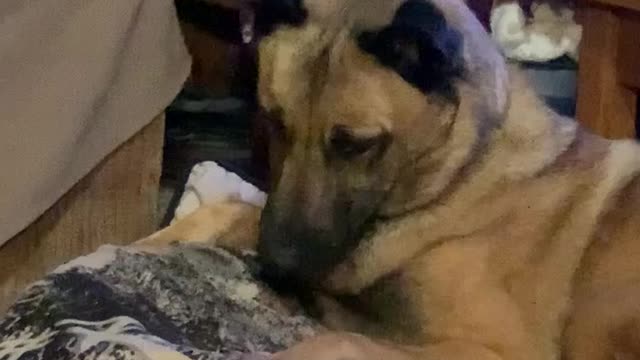 Malinois dog plays with bug