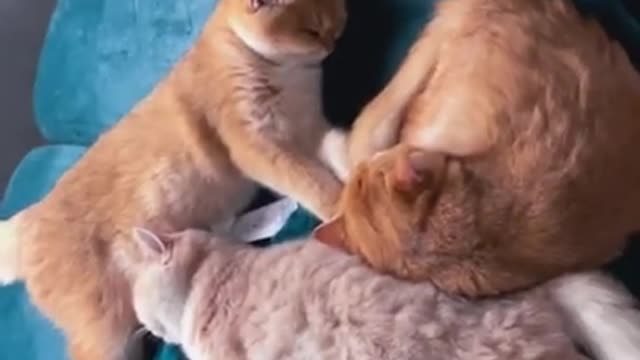 Cute Cats