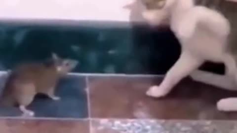 Tom and jerry 😅😅😉😅