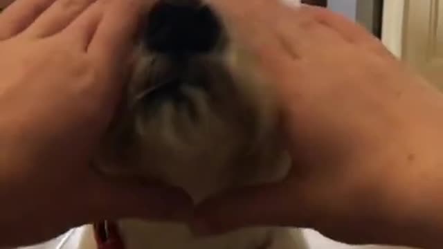 Dog funny video