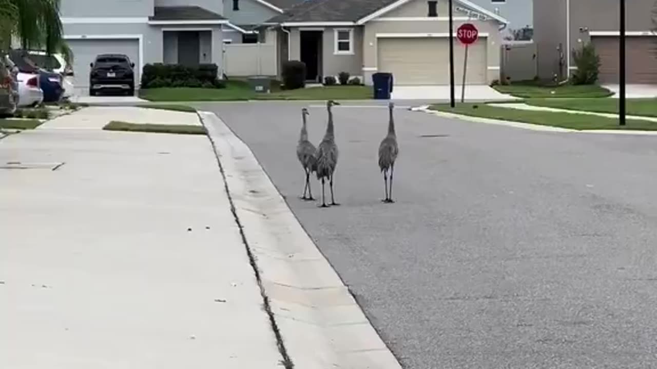 another angle of the birds walking the streets telling residents to evacuate....