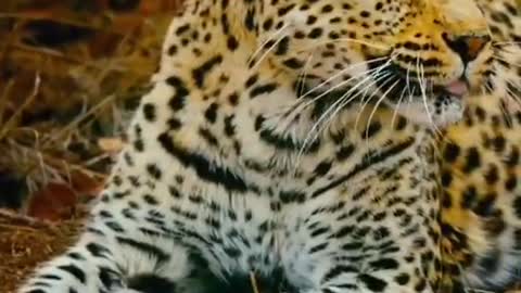 Lazy Leopard