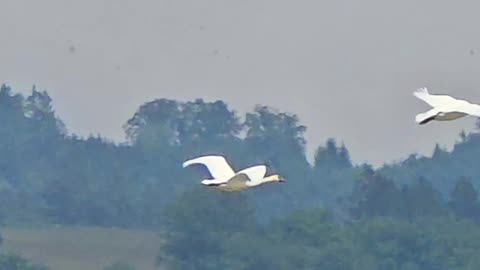 Swans in flight / Two beautiful white swans fly over a river.