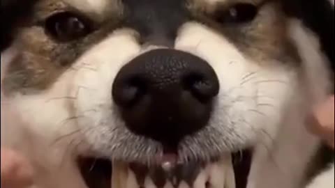 Angry dog say something