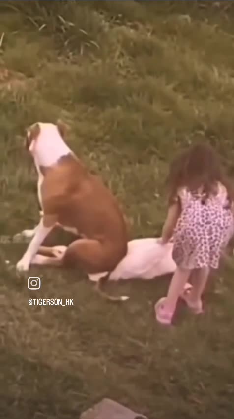 When a dog decides to befriend a duck, but things get hilariously out of hand! 😂🐶🦆"