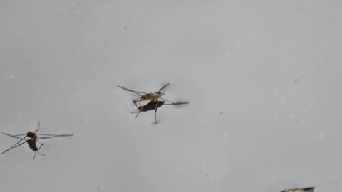 The jesus-bug Hex #mockumentary #nature #wildlife