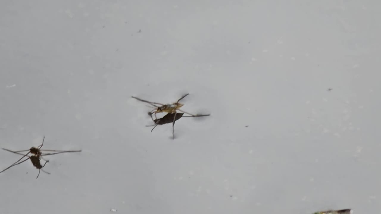 The jesus-bug Hex #mockumentary #nature #wildlife