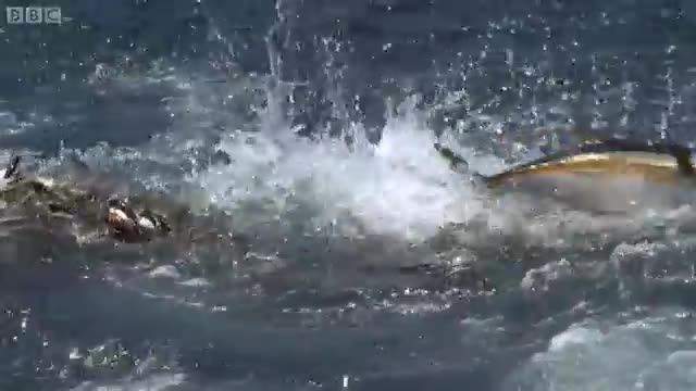 Thousands of Sharks Gathering | Blue Planet | BBC Earth