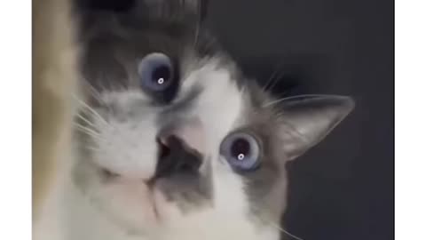 The Poor Cat Was Only Recording What It Was Seeing XD