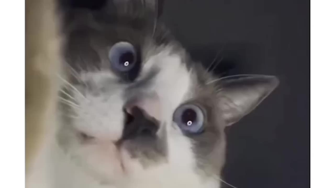 The Poor Cat Was Only Recording What It Was Seeing XD