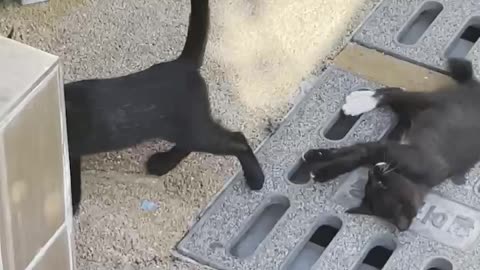 two black cats