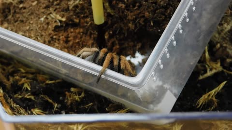 Rehousing the Mexican Blood Leg Tarantula - A. Bicoloratum