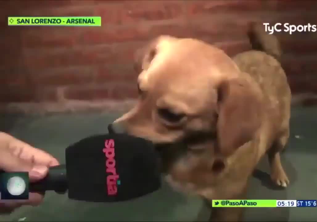 The little dog even gave an interview as the ace of the game 😂