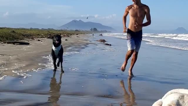 Labradors having a lot of fun on the shallow beach