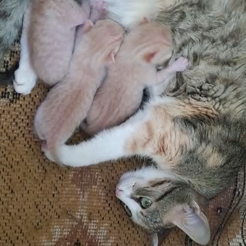 A cat with 3 young (breastfeeding them)