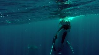 Exhilarating close swim with entire whale family