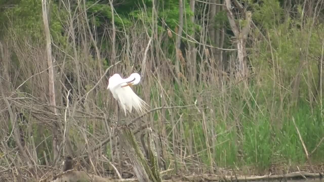 16 Toussaint Wildlife - Oak Harbor Ohio