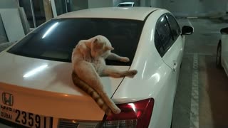 A lovely cat cleans itself after eating a meal