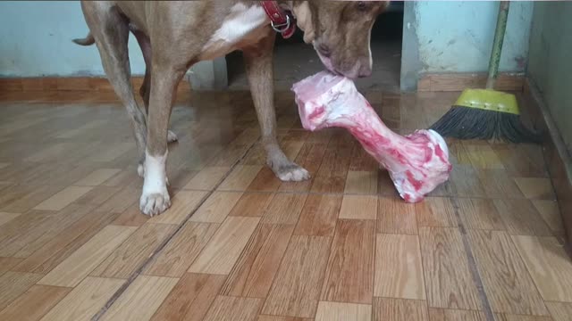 dog eating bone