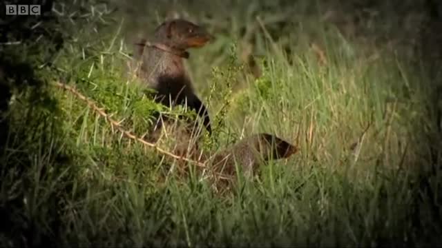 Gang Warfare for the Mongoose Mob | Banded Brothers | BBC Earth