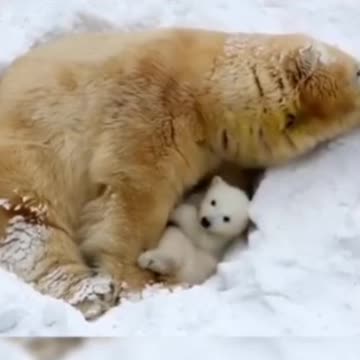 A bear and it's baby
