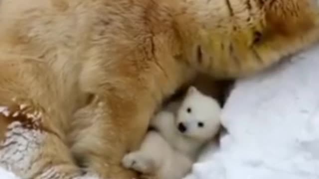 A bear and it's baby