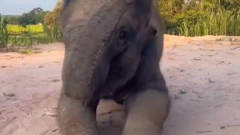 Elephant baby