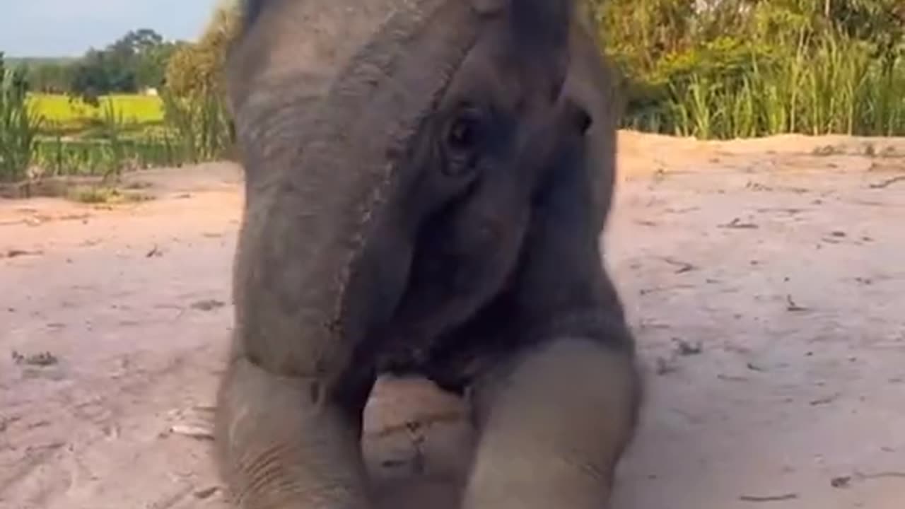 Elephant baby