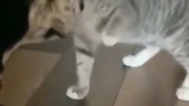 Cat want to be friend .