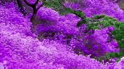 Beautiful scenery of the sea of flowers