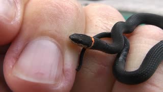 Ringneck Snake