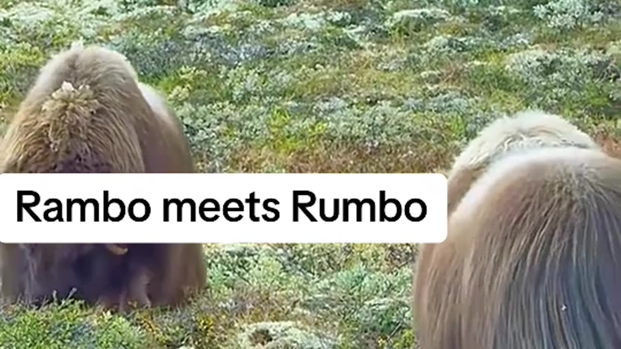 Rambo vs Rumbo