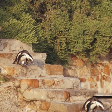 This is how the piguin goes down the stairs