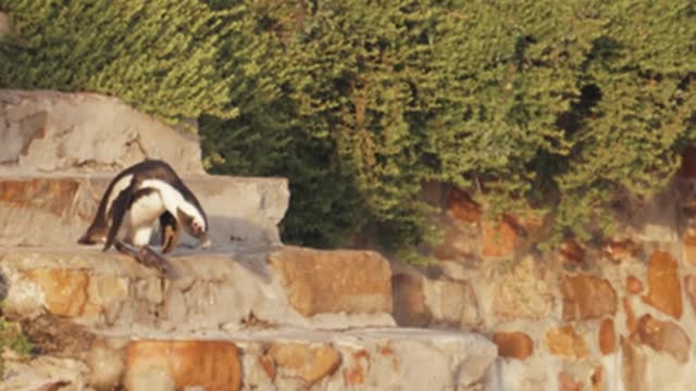 This is how the piguin goes down the stairs