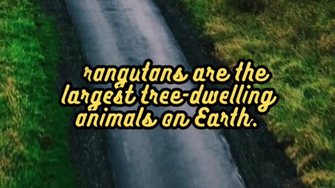 Animal Facts Orangutans #shorts